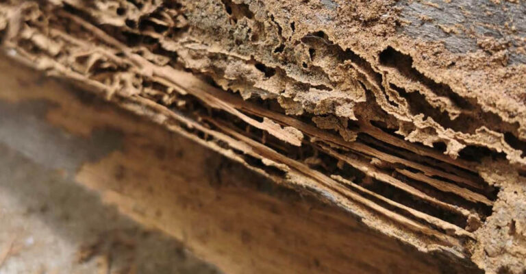 basf-hero-mobile-wood