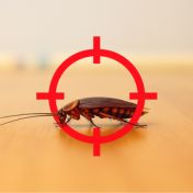 Nuisance pests_square